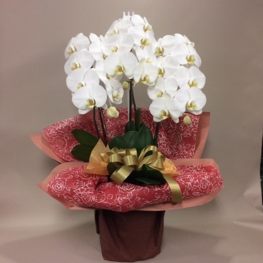 胡蝶蘭　生花　花鉢 ミディ胡蝶蘭 3本立 モノトリコ鉢 5.5号 ピンク系 - 【Tokyo small