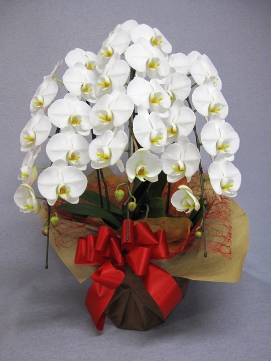 花鉢（胡蝶蘭） - HANABUN（花文）