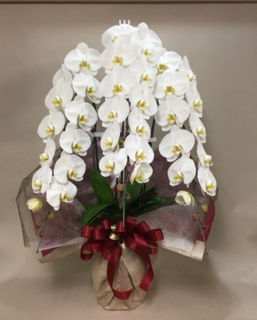 花鉢（胡蝶蘭） - HANABUN（花文）