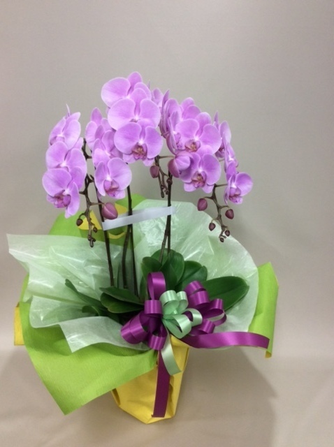 花鉢（胡蝶蘭） - HANABUN（花文）