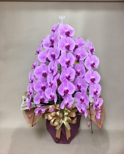 花鉢（胡蝶蘭） - HANABUN（花文）